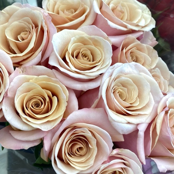 Meet your Posher, Alex-andra - Picture 4 of 12